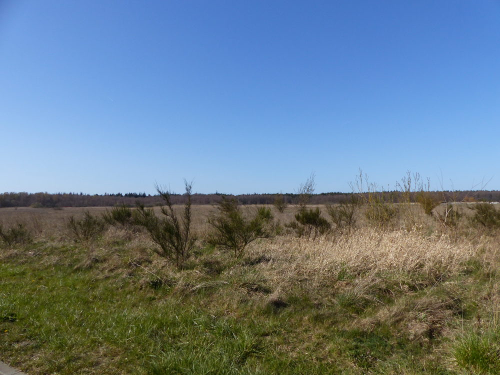 Freie Sicht auf den Strandwald