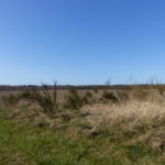 Freie Sicht auf den Strandwald